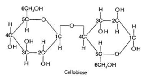 Food Science Maltose And Cellobiose