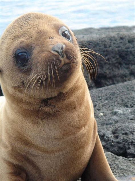 Cute Baby Sea Lions