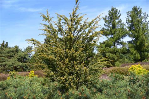 Common Juniper Plant Care And Growing Guide 2022