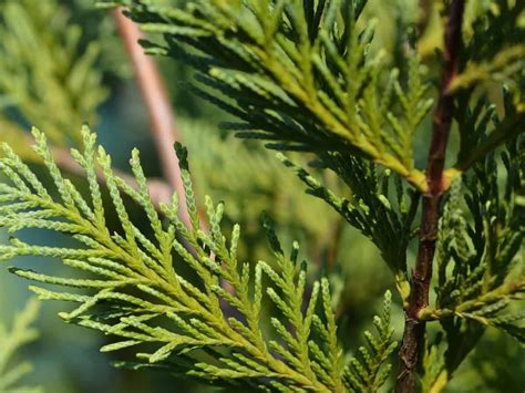 17 Evergreen Trees From Fast Growing To Privacy Trees