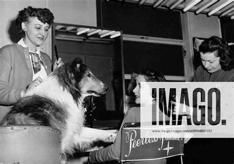 Lassie And Elizabeth Taylor Characters Lassie And Priscilla Film Lassie
