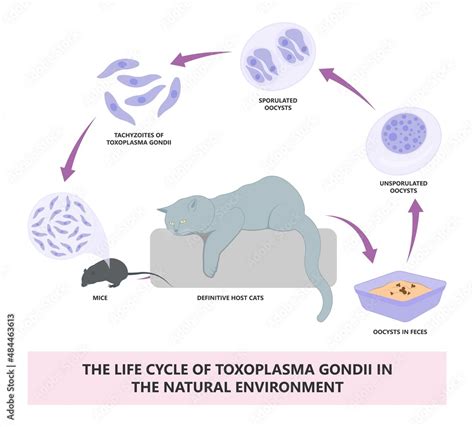 Toxoplasmosis Cyst Fecal Life Cycle Cat Retina Eye Hiv Aids Mother