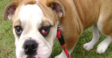 What Is Cherry Eye In Dogs Petguide