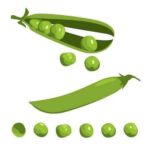 Premium Vector Open And Whole Closed Pea Pod And Single Peas Set On