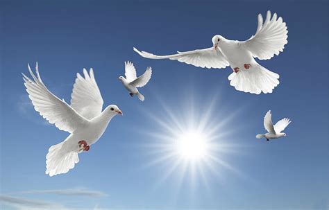 Peace For All Heaven Dove Peace Sky Harmony Hd Wallpaper
