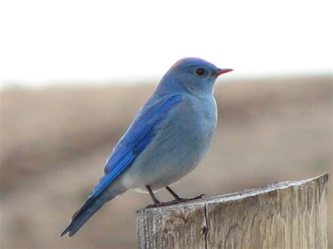 Mountain Bluebird — Mountain Bluebird Trails Conservation Society