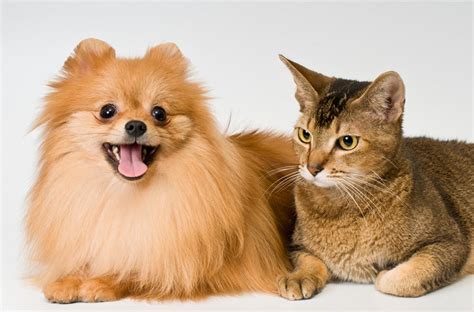 Ferrets can get along with many dogs, but it will take plenty of effort on your part. Do Pomeranians Get Along With Cats?