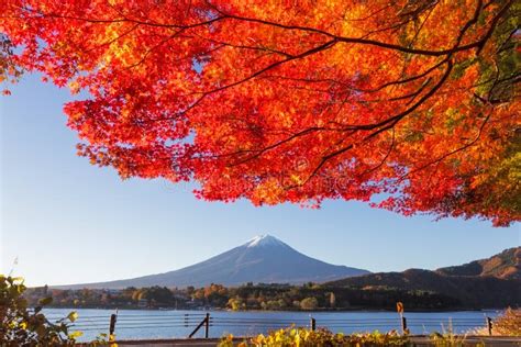 Maple Leaves Change To Autumn Color At Mtfuji Japan Stock Image