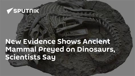 New Evidence Shows Ancient Mammal Preyed On Dinosaurs Scientists Say