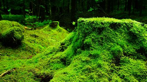 Wallpaper Trees Leaves Nature Plants Wood Moss Green Spruce