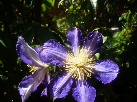 La soluzione per la definizione fiore blu violetto è stata trovata nel nostro motore di ricerca. Bella Viola Blu Dei Fiori Selvaggi Che Fiorisce In Natura Immagine Stock - Immagine di giardino ...