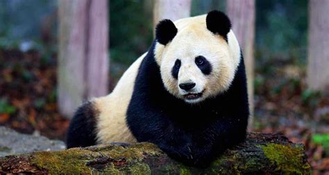 Giant Panda Facts 15 Interesting Facts About Giant Pandas