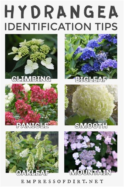 Check spelling or type a new query. Hydrangea Growing Tips: Identify, Pruning, and Flowers ...