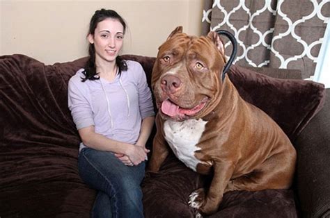 meet hulk the world s biggest pitbull he s 173 lbs and still growing wow