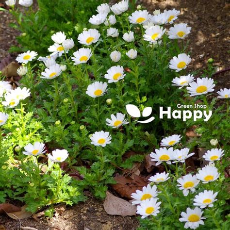 Snowland Daisy Pure White Seeds Chrysanthemum Paludosum