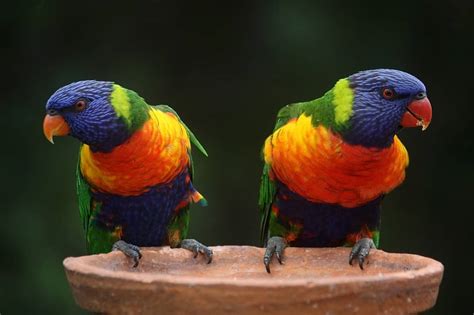 Australia Facts- Surprising Australian Culture Facts