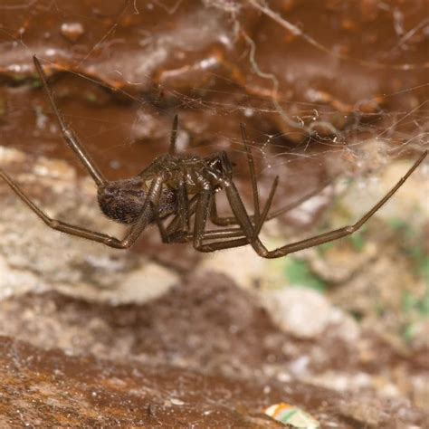 Five Things You Didnt Know About The Brown Recluse Spider · Extermpro