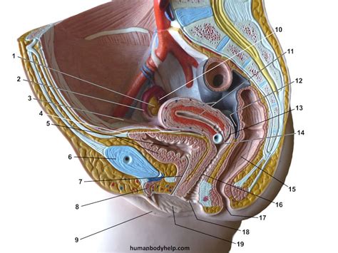 Women are human independent source for the top stories in worldwide gender identity news. Female Plaque 2 - Human Body Help