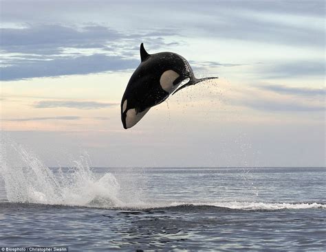 8 Ton Orca Jumping 15ft Out Of The Water Pics