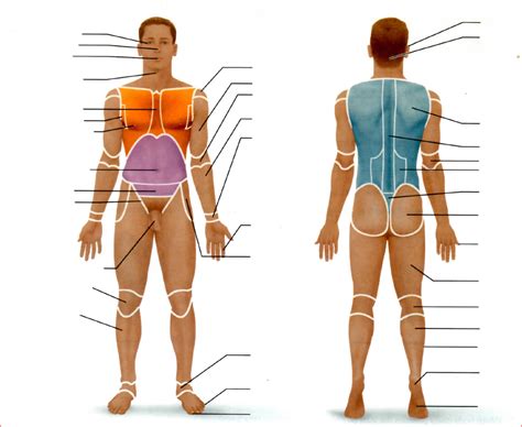 Anatomical Position And Regional Terms Diagram Quizlet