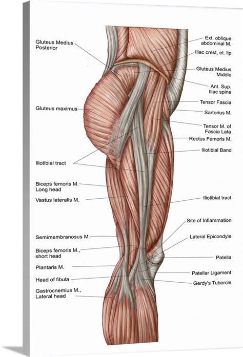 Leg Muscles Diagram Leg Muscles Diagram Quizlet However The
