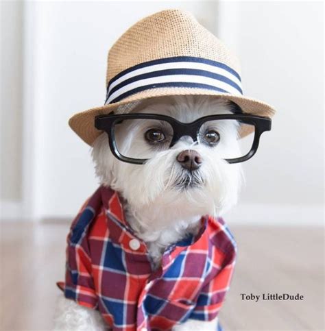 The Most Hipster Dogs On The Internet Huffpost