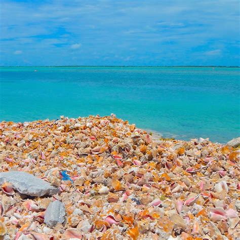The Beautiful Conchs Of Bimini In The Bahamas
