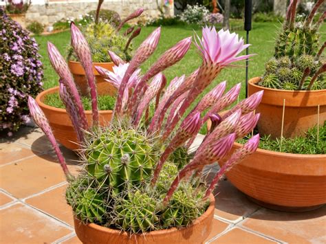 Echinopsis Oxygona Easter Lily Cactus World Of Succulents