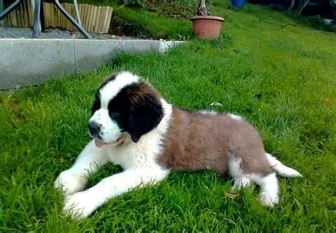 Click here to be notified when new saint bernard puppies are listed. St. Bernard Puppies For Sale | Colorado Springs, CO #123302