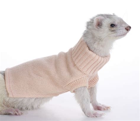 Marshall Ferret Sweater Colors May Vary Amazonca Pet Supplies