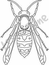Photos of Wasp Outline