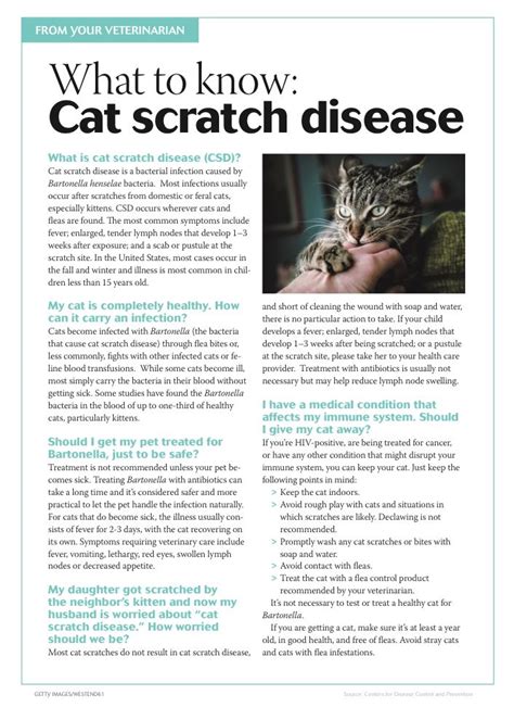 Cat Scratch Disease Antibiotics Hamzakruwlucero