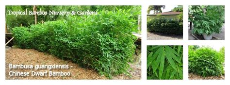 Note that not all bambusa. B_guangxiensis_web.jpg (851×315) | Bamboo plants, Dwarf ...