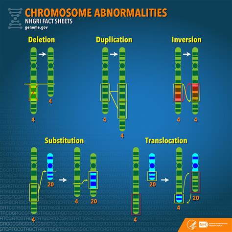 Chromosome Abnormalities Fact Sheet