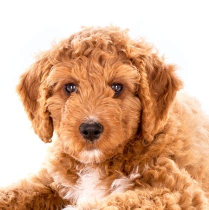 Golden retriever puppy for sale in laurens, sc, usa. Goldendoodle Puppies - Petland Summerville