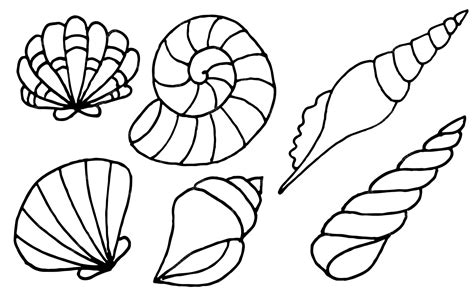 Premium Vector Hand Drawn Sea Shells Collection Marine Illustration