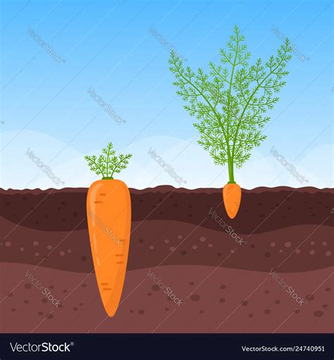 Big And Small Carrots Growing Underground Vector Image