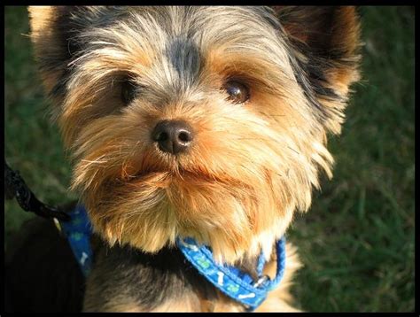 Cute babies, puppies or kittens. Yorkie cute toy puppy picturesYorkshire terrier | Nice ...