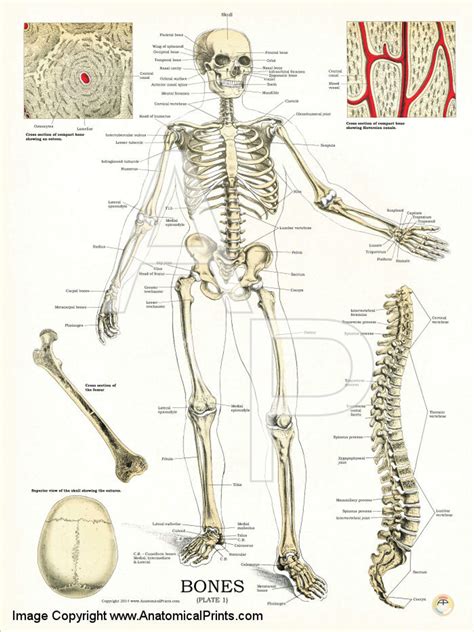 Human Bone Anatomy Chart Anatomy Charts For Classes Not Masses