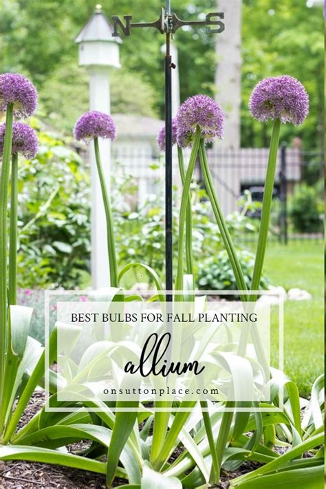 5 Best Bulbs For Fall Planting