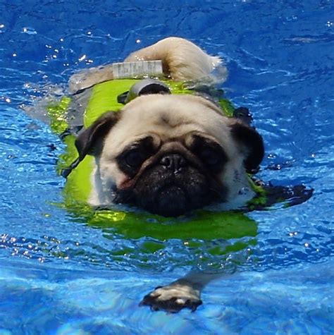 Pug Swimming Pug Love Photos Of Pugs Photo 33608139 Fanpop