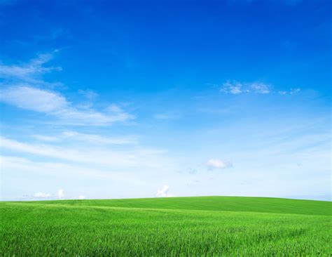 Beautiful Blue Sky Green Grassland Hd Picture Free Download