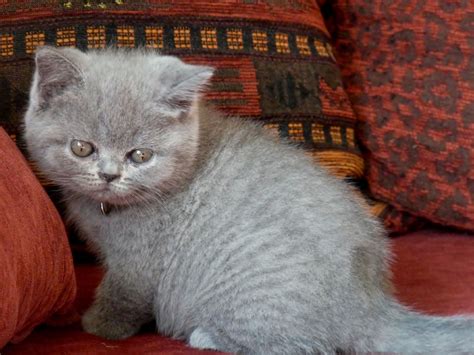 Maybe you would like to learn more about one of these? Britisch shorthair kitten : Cattery Vancouver | British ...