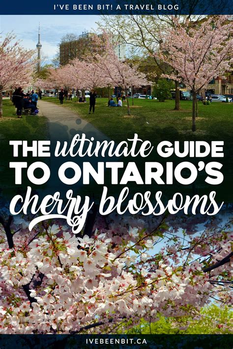 Cherry Blossoms In Ontario The Best Guide For Finding These Flowers Ive Been Bit Travel