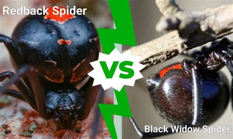 Redback Spider Vs Black Widow Spider 5 Differences Az Animals