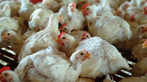 Sebagai perbandingan, harga daging ayam lokal di jawa tengah berkisar rp. Inilah 4 Lokasi Pembagian 5000 Ekor Ayam Gratis di ...