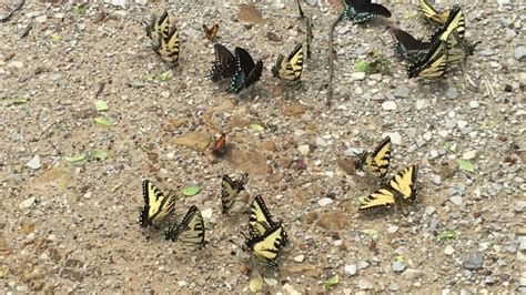 Tiger Swallowtails Puddling By Kentucky Barefoot Youtube