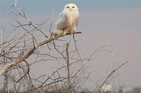 Arctic Visitors Enjoy Ample Food And No Polar Bears Owl Habitat