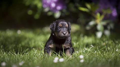 Desktop Wallpaper Cute Adorable Black Puppy Dog Animal Pet Grass