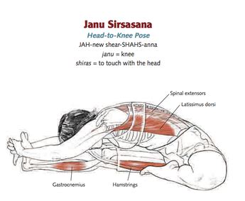 Janu sirsasana is also known as ardha paschimottanasana and can be practiced as a preparatory pose before practicing paschimottanasana (seated forward bend). Anatomy Ofsirsasana Pose / Parivrtta Janu Sirsasana ...